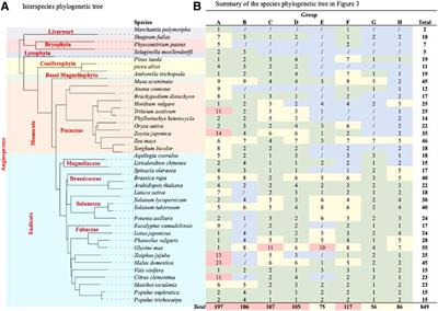 Genomic survey of TCP transcription factors in plants: Phylogenomics, evolution and their biology